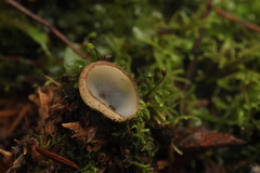 Humaria hemisphaerica