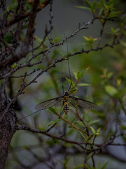 Leptotarsus clavatus
