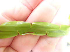 Carmichaelia williamsii