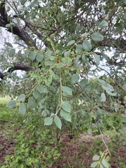 Sclerocarya birrea