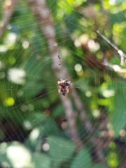 Thelacantha