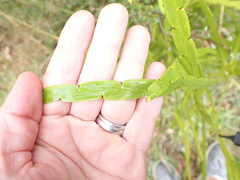 Carmichaelia williamsii