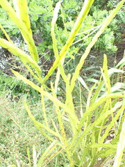 Carmichaelia williamsii