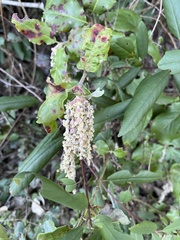 Garrya elliptica