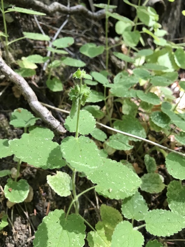 iNaturalist observation photo of rough hedgenettle