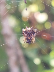 Thelacantha