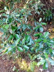 Olearia avicenniifolia