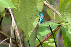 Eupholini