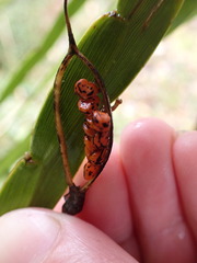 Carmichaelia williamsii