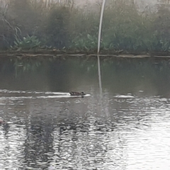 Malacorhynchus membranaceus