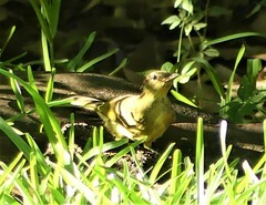 Chlorocichla flaviventris
