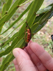 Carmichaelia williamsii