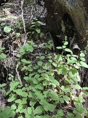Stachys rigida rigida