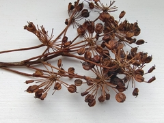 Kalopanax septemlobus