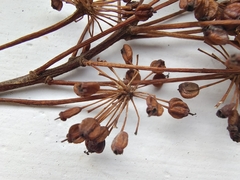 Kalopanax septemlobus