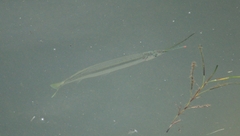 Hyporhamphus