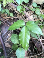 Tetrastigma hemsleyanum