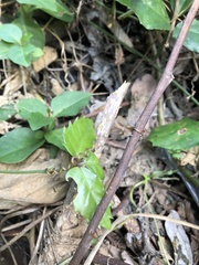 Tetrastigma hemsleyanum
