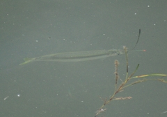 Hyporhamphus