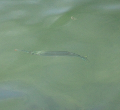 Hyporhamphus