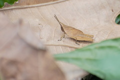 Pyrgomorphidae