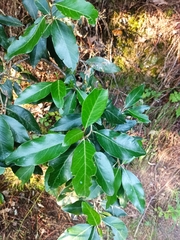Olearia avicenniifolia