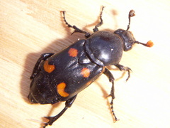Nicrophorus carolina