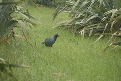 Porphyrio hochstetteri