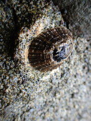 Cellana ornata