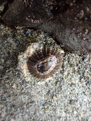 Cellana ornata
