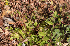 Trigonotis peduncularis