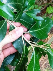 Olearia avicenniifolia