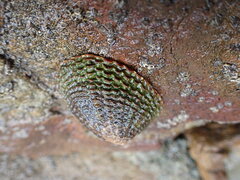 Cellana denticulata