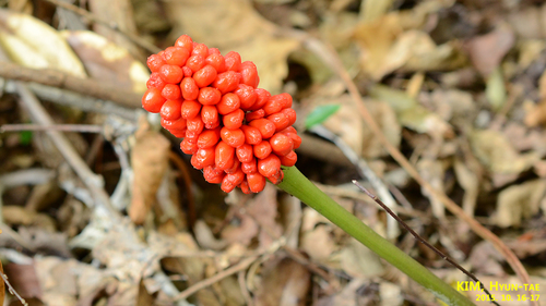 Amur Jack-in-the-pulpit