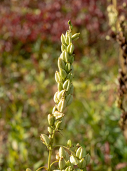 Veratrum viride eschscholtzianum