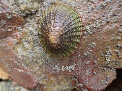 Cellana denticulata