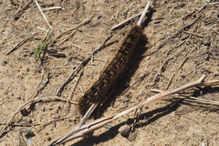 Lasiocampa quercus