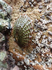 Cellana denticulata