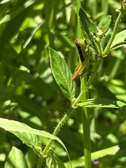 Bermius
