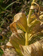 Veratrum viride eschscholtzianum