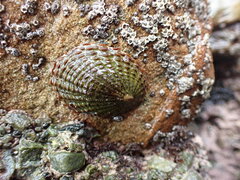 Cellana denticulata