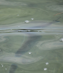 Acanthopagrus australis