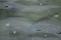 Acanthopagrus australis