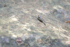 Scelimena novaeguineae