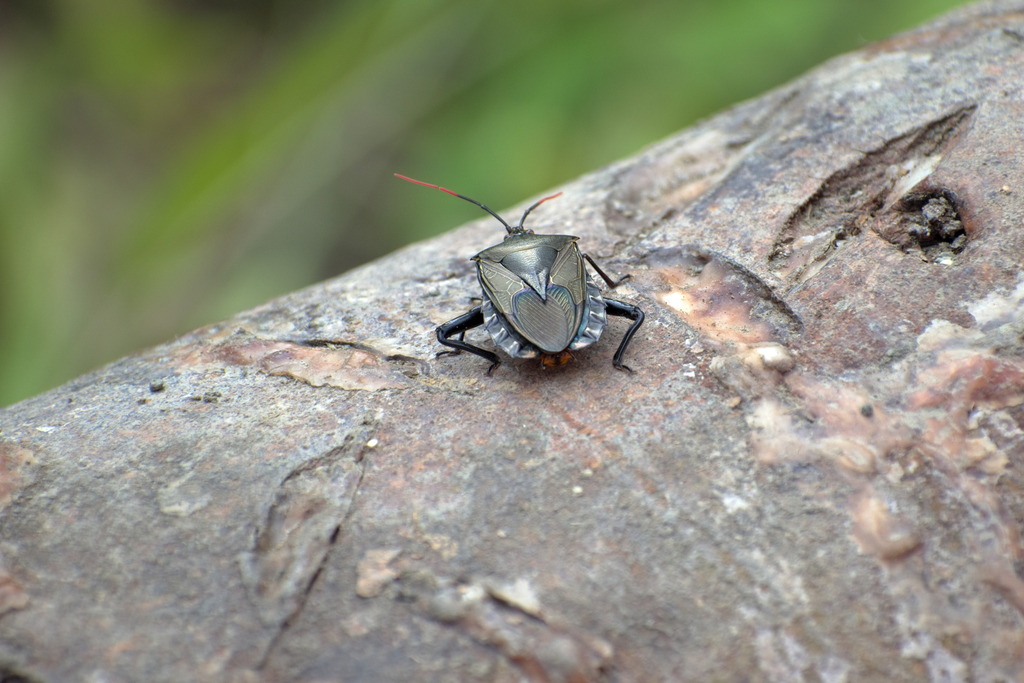 Plisthenes dilatatus