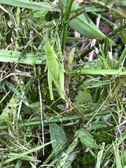 Atractomorpha similis