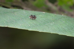 Choreutidae