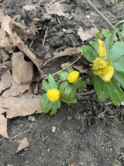 Eranthis hyemalis