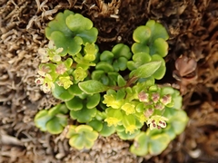 Azorella hydrocotyloides