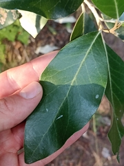 Olearia avicenniifolia